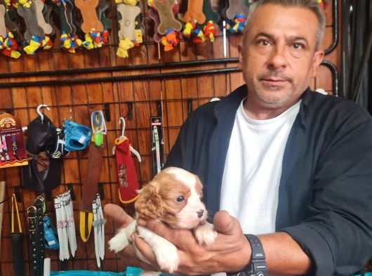 Cavalier Bebeklerimiz Için Acele Edin görsel