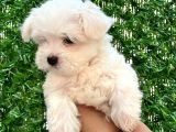 Maltese terier yavrumuz