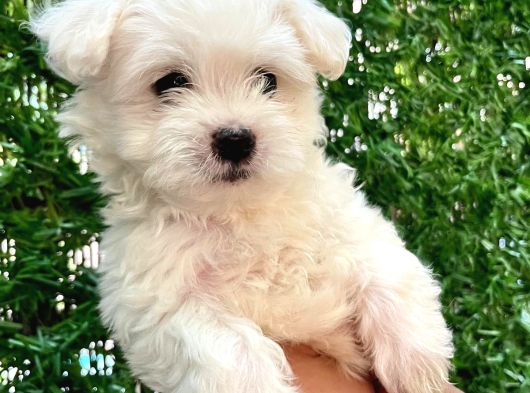 Maltese Terier Yavrumuz görsel