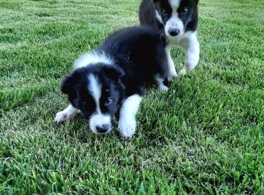 Border Collie Yavruları Istanbul görsel