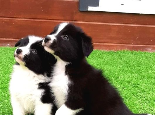 Border Collie Yavruları Istanbul