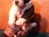 Si̇yah Ve Blue Merle Erkek Border Coli̇e Yavrular