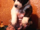 Si̇yah Ve Blue Merle Erkek Border Coli̇e Yavrular