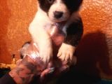 Si̇yah Ve Blue Merle Erkek Border Coli̇e Yavrular