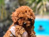 Efsane Red Brown Toy Poodle Yavrulari