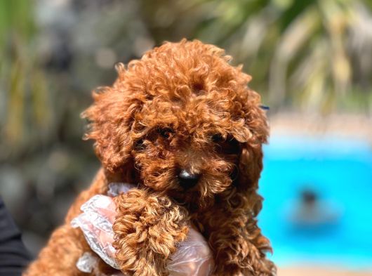 Efsane Red Brown Toy Poodle Yavrulari görsel