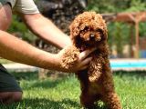 Efsane Red Brown Toy Poodle Yavrulari