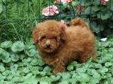 Super Super Fi̇yatlara Toy Poodle Yavrular