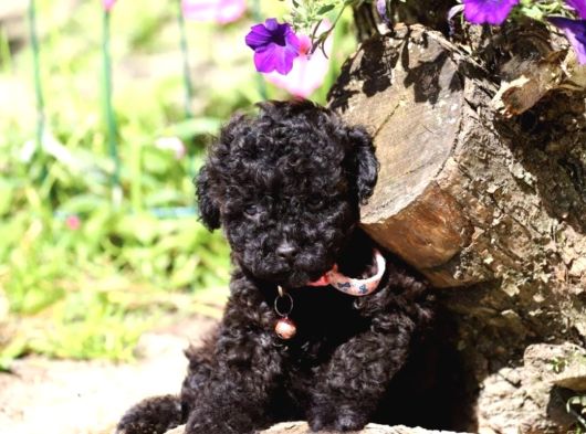 Super Super Fi̇yatlara Toy Poodle Yavrular görsel
