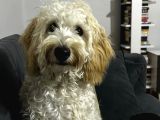 9 Aylık Maltipoo