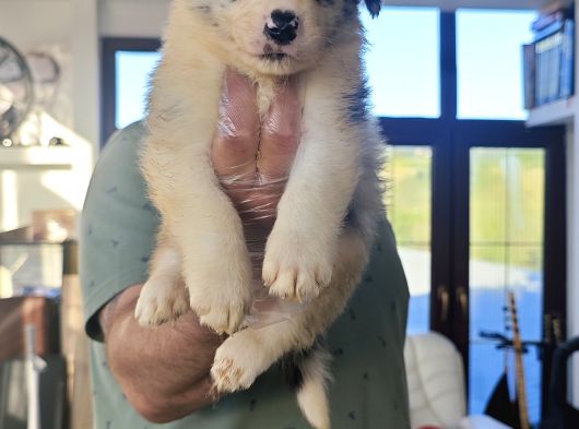 Si̇yah Ve Blue Merle Erkek Border Coli̇e Yavrular görsel