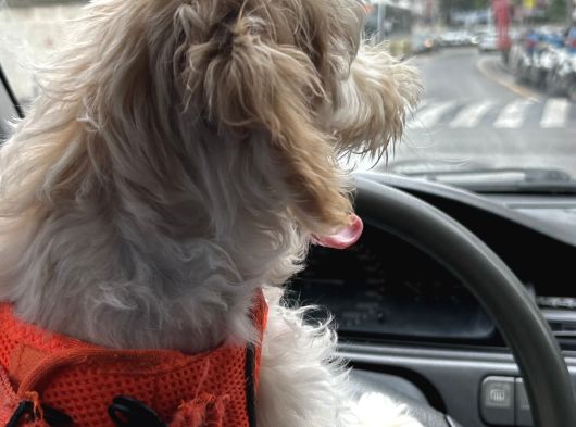 9 Aylık Maltipoo görsel