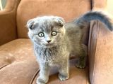 British Fold Scottish Fold