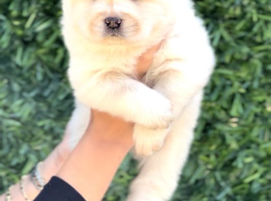 Harika Anatomi Chow Chow Yavrukar görsel