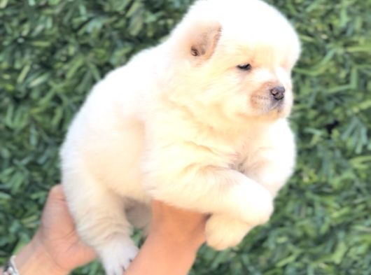 Harika Anatomi Chow Chow Yavrukar görsel