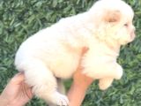 Harika Anatomi Chow Chow Yavrukar