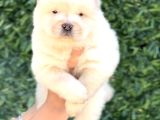 Harika Anatomi Chow Chow Yavrukar