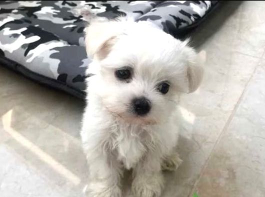 Mini Boy Maltese Terrier