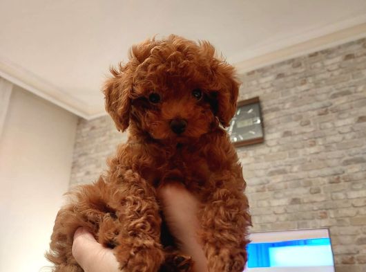 Sevi̇mli̇ Tea Cup Di̇şi̇ Kore Poodle görsel