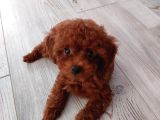 SEVİMLİ TEA CUP DİŞİ KORE POODLE