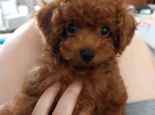 Sevi̇mli̇ Tea Cup Di̇şi̇ Kore Poodle görsel