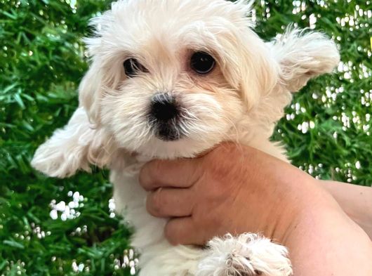 Maltese Terier Yavrumuz görsel