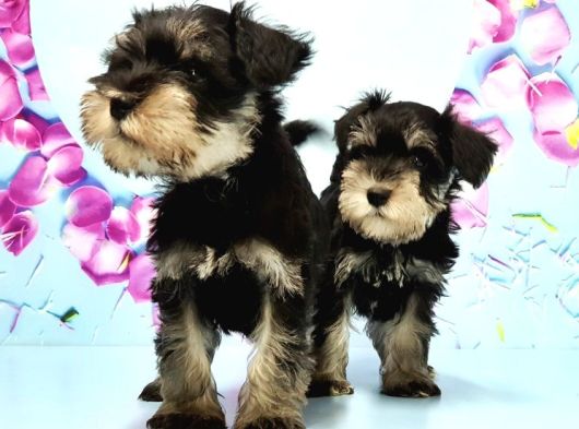 Black Si̇lver Mi̇nyatür Schnauzer Yavru