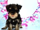 Black Si̇lver Mi̇nyatür Schnauzer Yavru