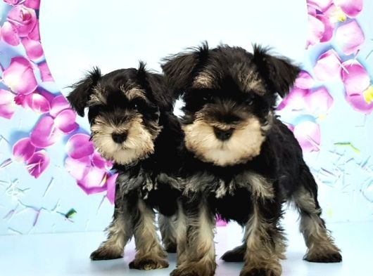 Black Si̇lver Mi̇nyatür Schnauzer Yavru görsel