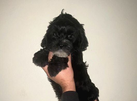 Minik Ama Sevgi Dolu Kalp görsel
