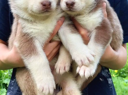 Kizil Beyaz Husky Yavrular görsel