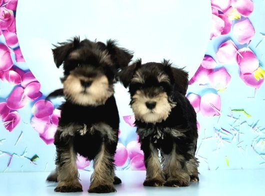 Black Si̇lver Mi̇nyatür Schnauzer Yavru görsel