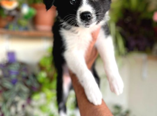 Border Collie görsel