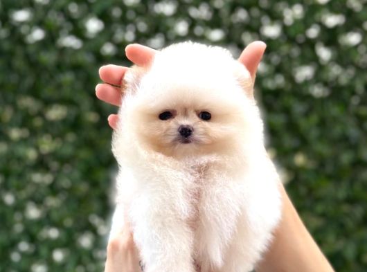 Pomeranian Boo Tedy Bear görsel