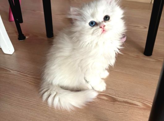 British Longhair Ve Shorthair Yavruları