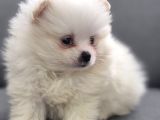 Pomeri̇an Boo
