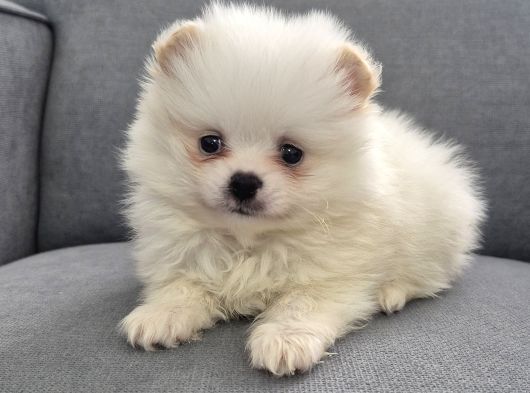 Pomeri̇an Boo