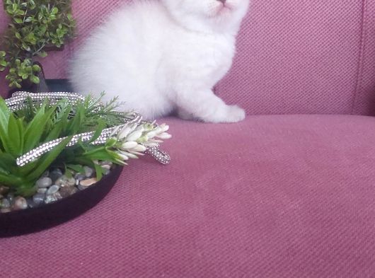 Ev Ortamında Harika Kediler görsel