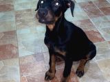 Yawru Dişi Doberman