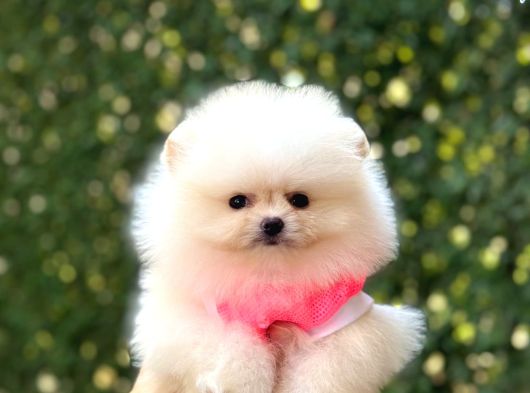 Pomeranian Boo Tedy Bear görsel
