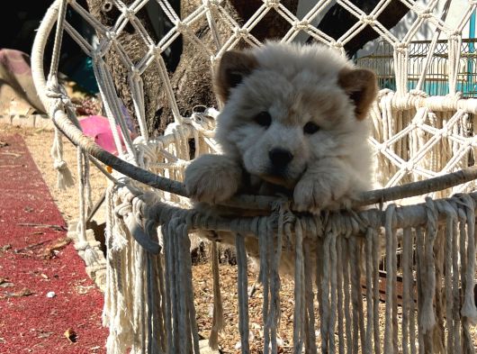 Chow Chow Erkek Dişi Yavrular Ayı Surat görsel