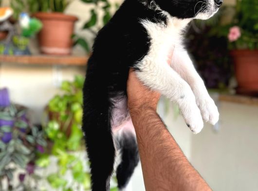 Border Collie görsel