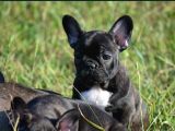 siyah french buldog