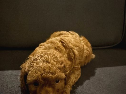 2 Aylık Erkek Anne Baba Toy Poodle görsel