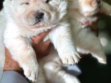 Chow Chow Erkek Dişi Yavrular Ayı Surat