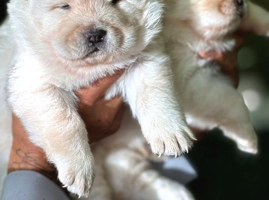 Chow Chow Erkek Dişi Yavrular Ayı Surat görsel