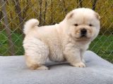Chow Chow Bebekler