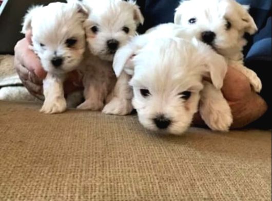 A Kalite Maltese Terrier Yavrularımız görsel