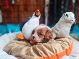 Güzellik Ve Uysallık Bir Arada King Charles Cavalier