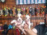 Güzellik Ve Uysallık Bir Arada King Charles Cavalier